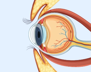 Retina Nedir?