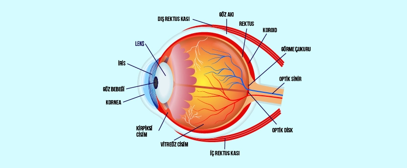 Retina Nedir?