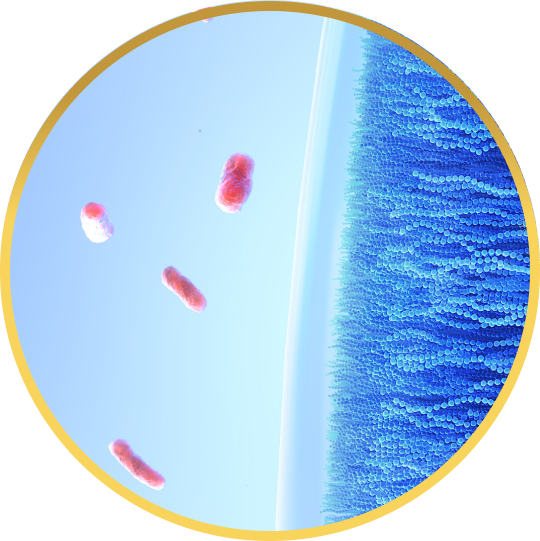 Lipid Birikimi